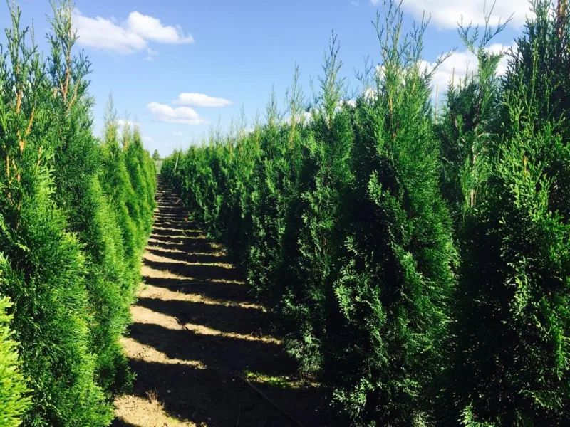 Thuja Occidentalis Brabant (Coniferenhaag)