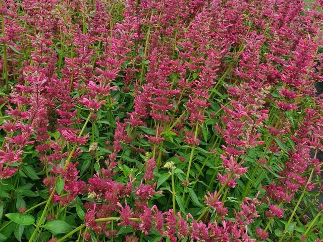 Agastache 'Red Fortune'