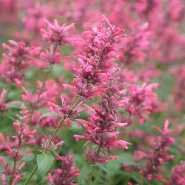 Agastache 'Red Fortune'