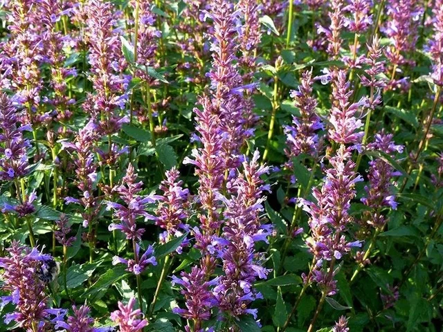 Agastache 'Purple Haze'