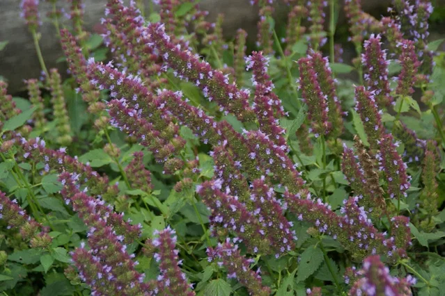 Agastache 'Purple Haze'