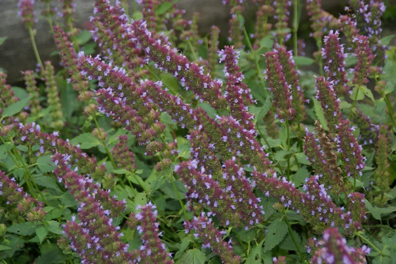 Agastache 'Purple Haze'