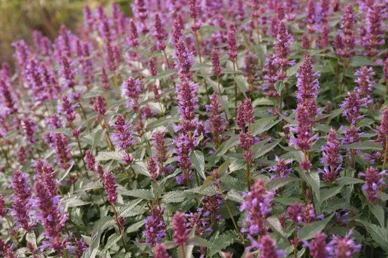 Agastache 'Purple Haze'-3