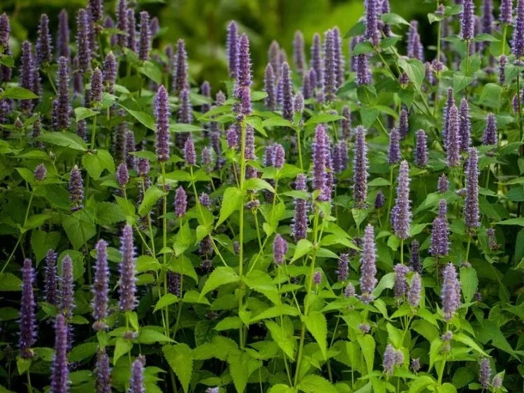 Agastache foeniculum