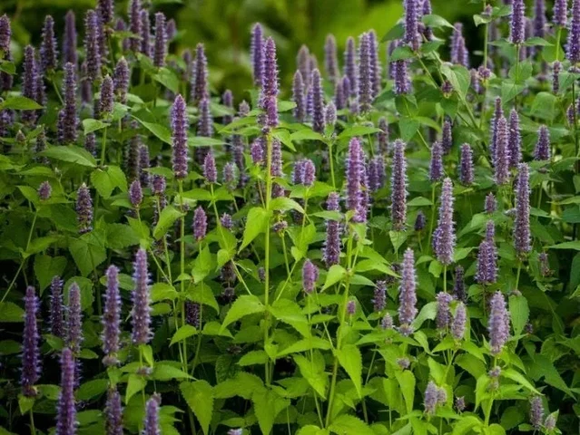 Agastache foeniculum
