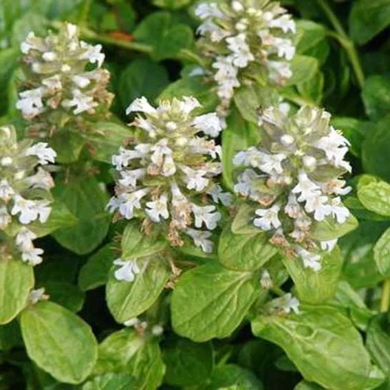 Ajuga reptans 'Alba'