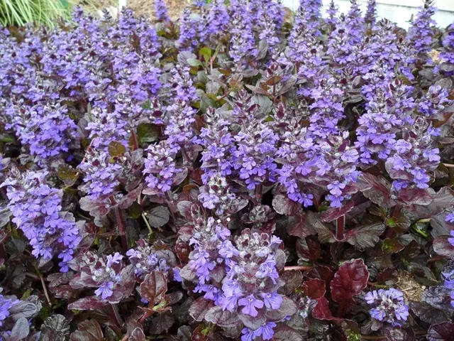 Ajuga reptans 'Black Scallop'