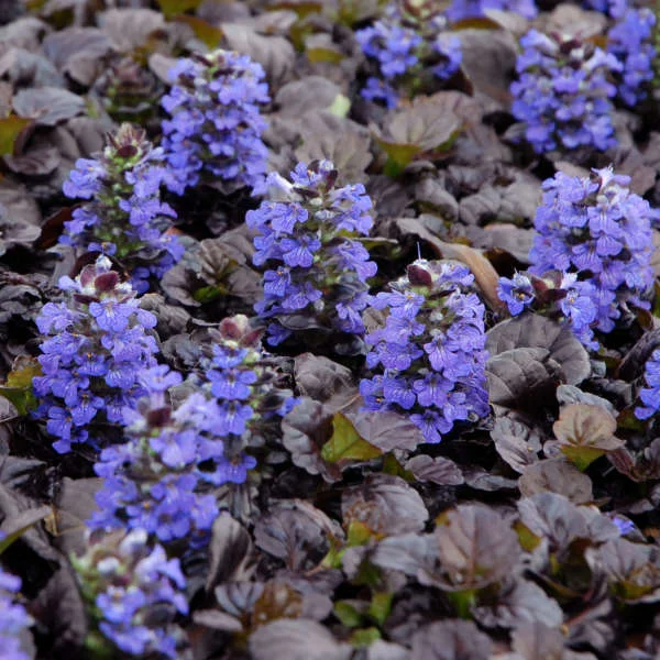 Ajuga reptans 'Black Scallop'-2