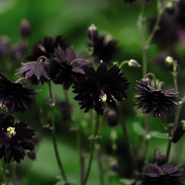 Aquilegia vulgaris ‘Black Barlow’