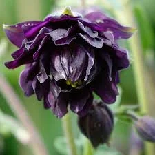 Aquilegia vulgaris ‘Black Barlow’