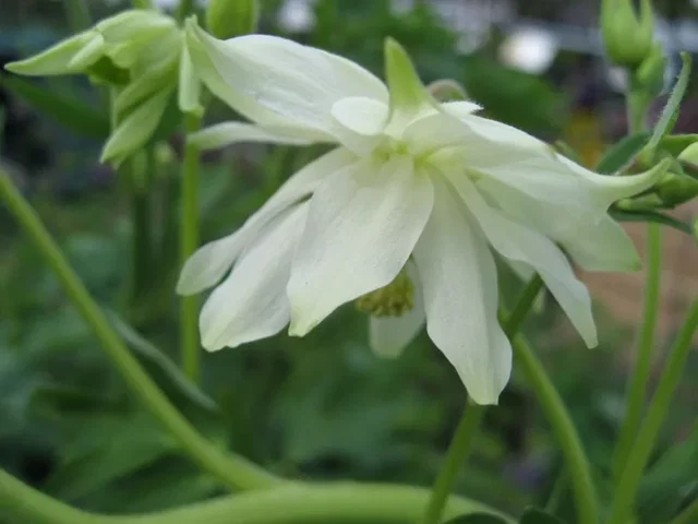 Aquilegia vulgaris ‘White Barlow’