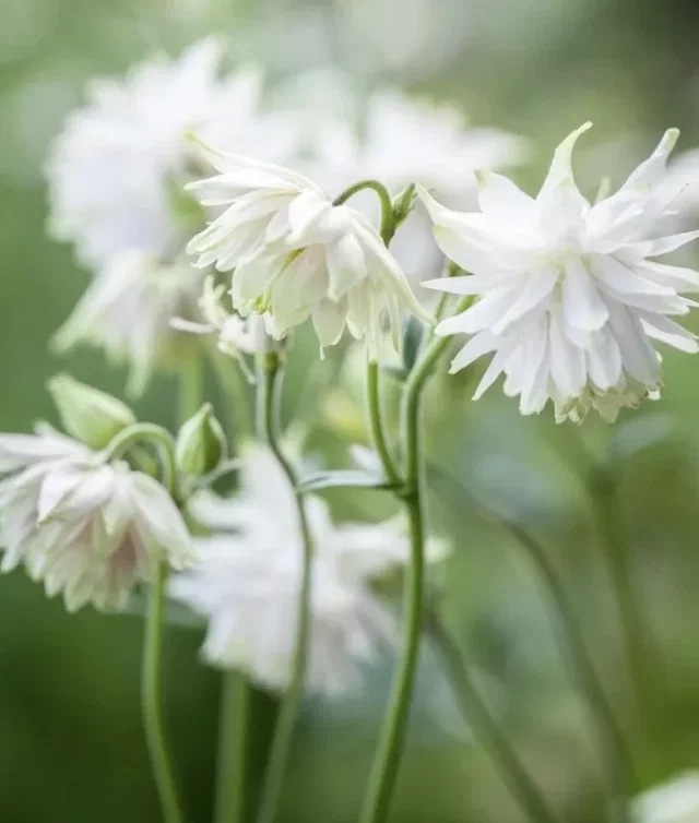 Aquilegia vulgaris ‘White Barlow’