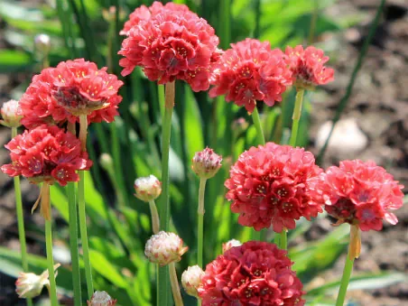 Armeria pseudarmeria 'Ballerina Red'