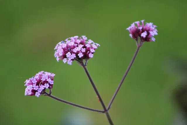 Verbena bonariensis