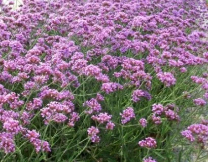 Verbena bonariensis