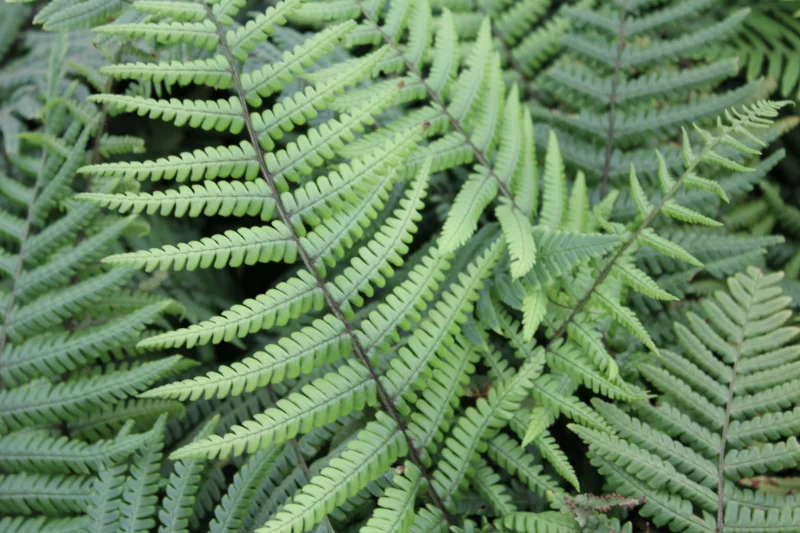 Dryopteris wallichiana-1