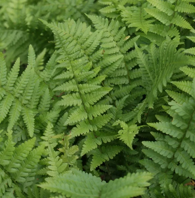 Dryopteris filix-mas