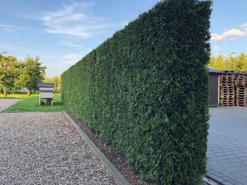 Thuja Occidentalis Brabant (Coniferenhaag)-3