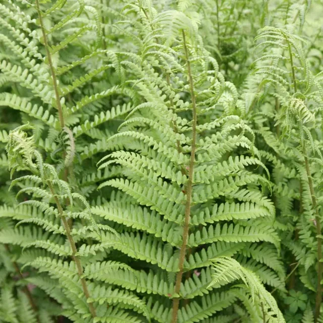 Dryopteris filix-mas