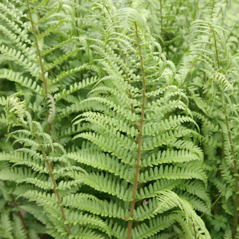 Dryopteris filix-mas