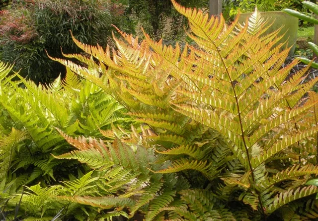 Dryopteris erythrosora