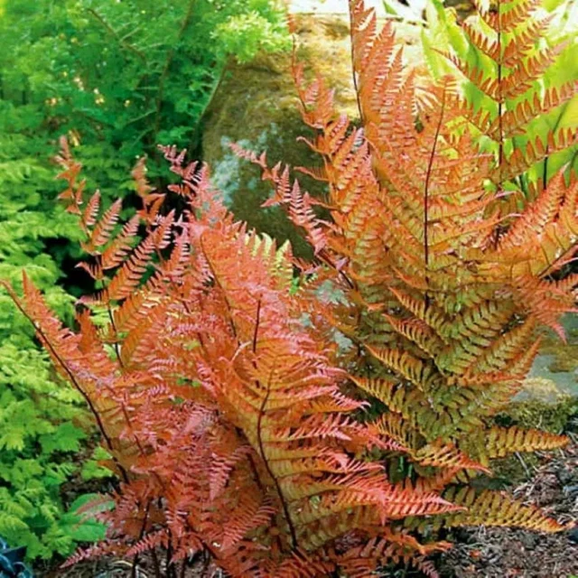 Dryopteris erythrosora
