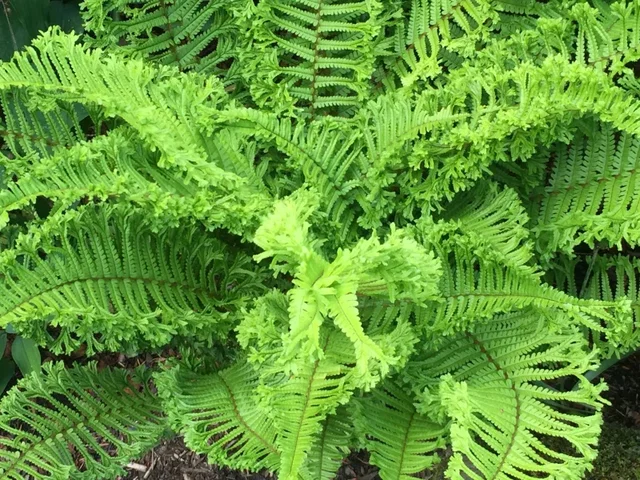 Dryopteris affinis 'Cristata'