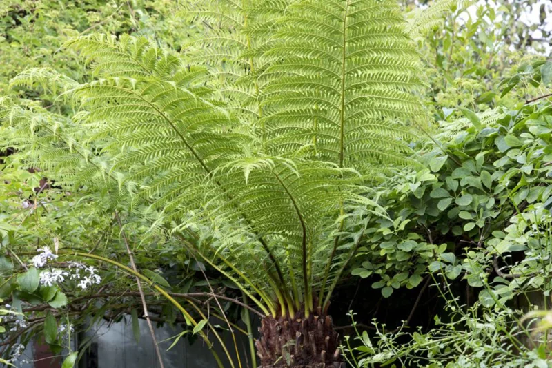 Dicksonia antarctica-1