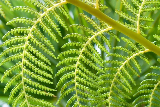 Dicksonia antarctica