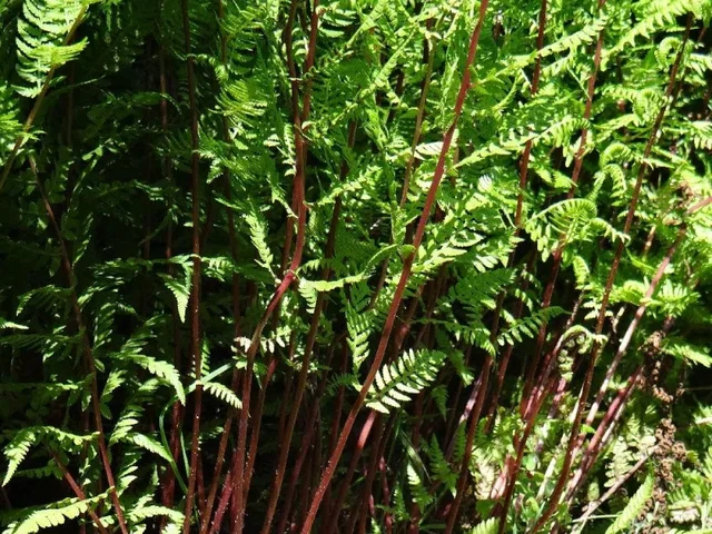 Athyrium filix-femina 'Lady in Red'