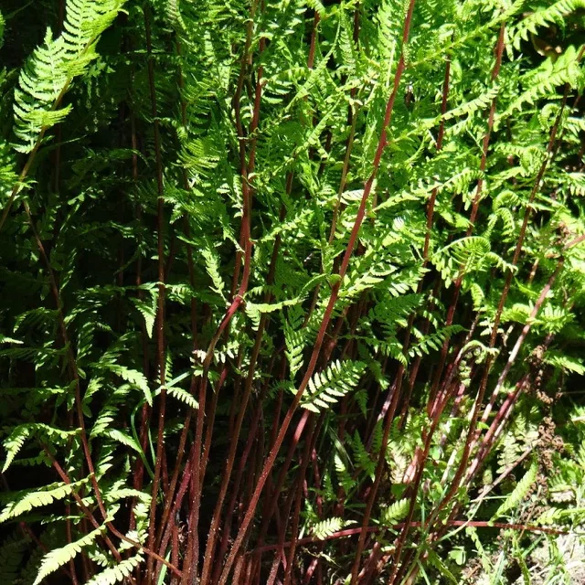 Athyrium filix-femina 'Lady in Red'