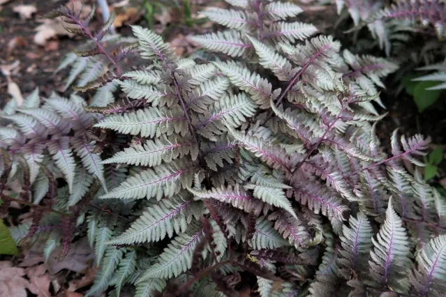 Athyrium niponicum 'Silver Falls'