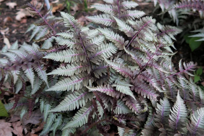 Athyrium niponicum 'Silver Falls'