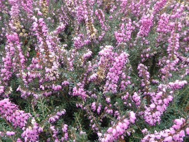 Erica darleyensis 'Kramer's Rote'
