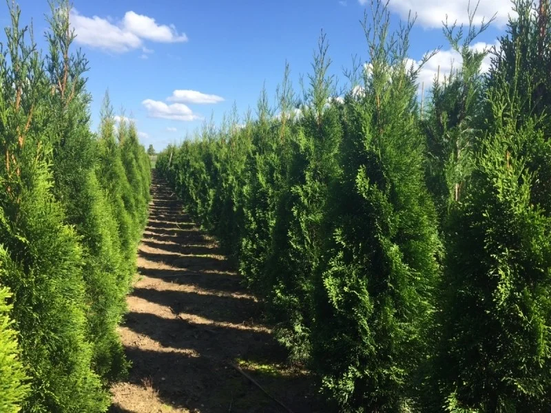 Thuja Occidentalis Smaragd (Coniferenhaag)-1