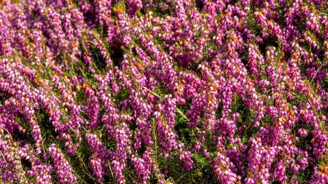 Erica darleyensis 'Kramer's Rote'