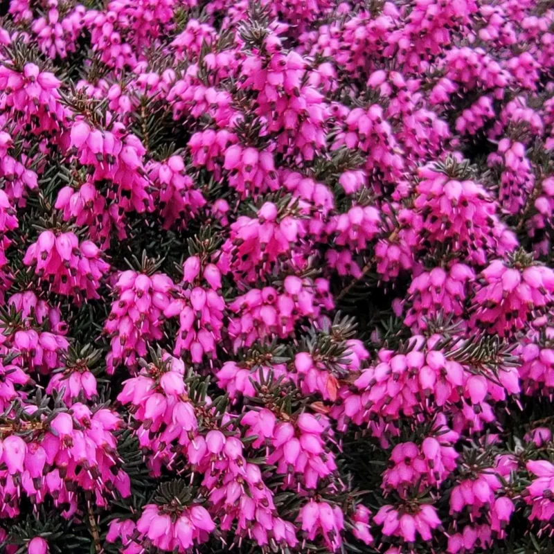 Erica darleyensis 'Kramer's Rote'-3