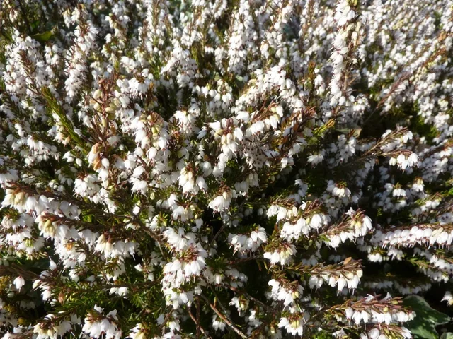 Erica darleyensis 'White Perfection'