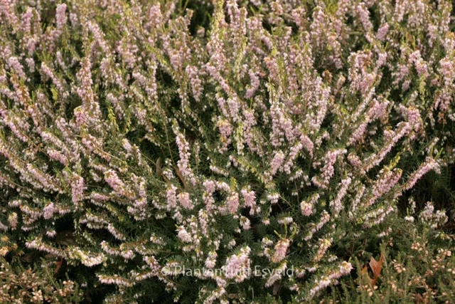Erica darleyensis 'White Perfection'