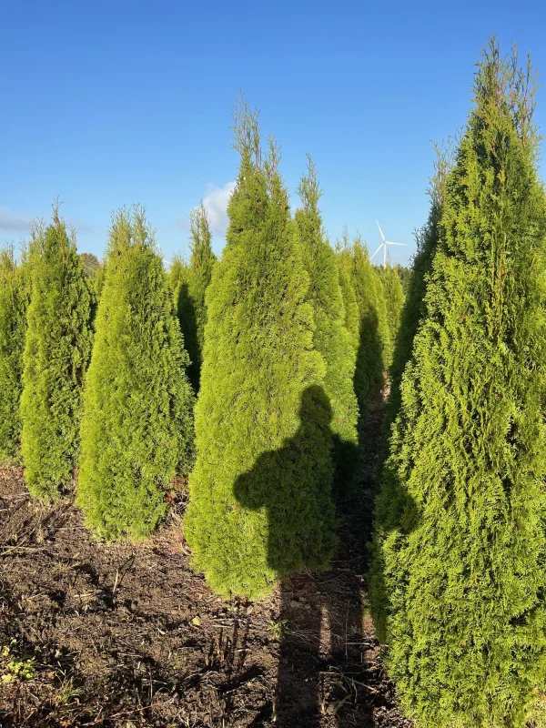 Thuja Occidentalis Smaragd (Coniferenhaag)