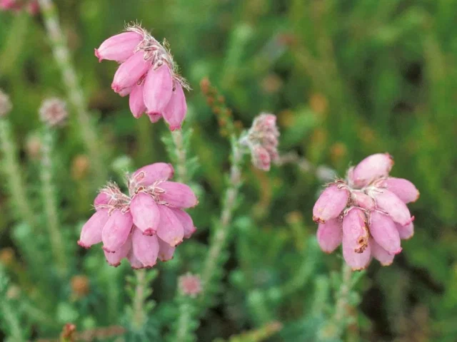Erica tetralix