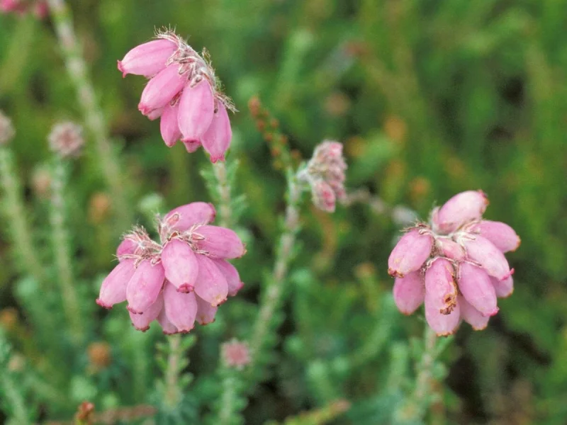 Erica tetralix