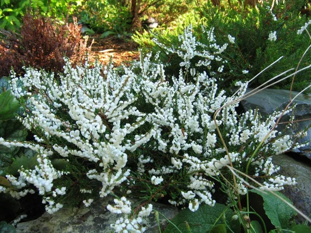 Calluna vulgaris. 'Kinlochruel' Calluna vulgaris. 'Kinlochruel'
