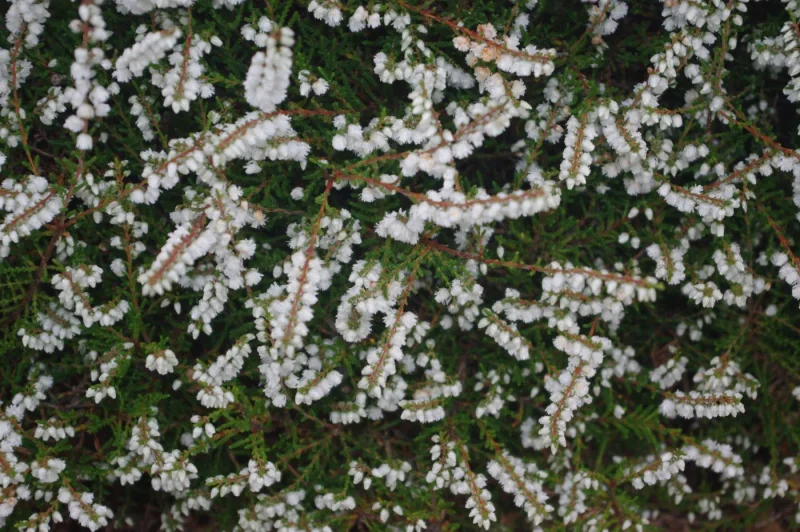 Calluna vulgaris. 'Kinlochruel'