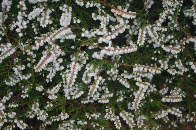 Calluna vulgaris. 'Kinlochruel' Calluna vulgaris. 'Kinlochruel'