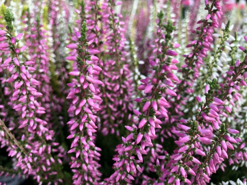 Calluna vulgaris