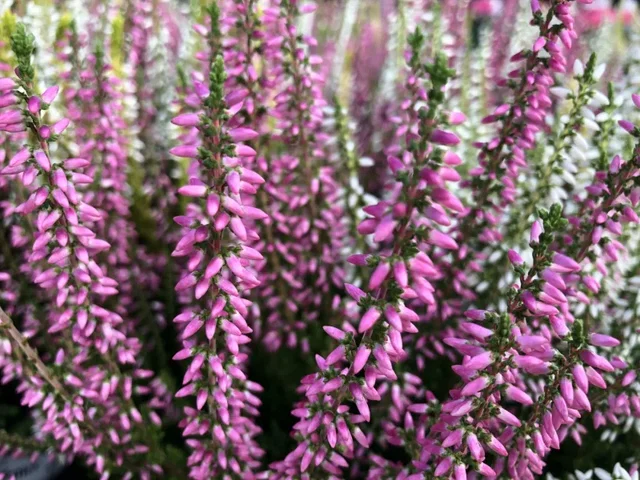 Calluna vulgaris Calluna vulgaris