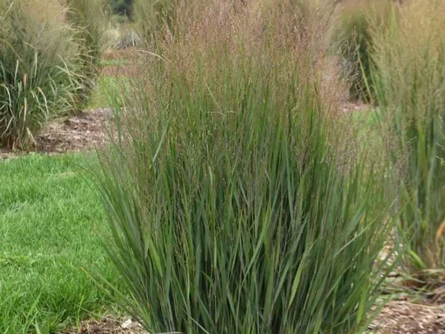 Panicum virgatum 'Northwind'