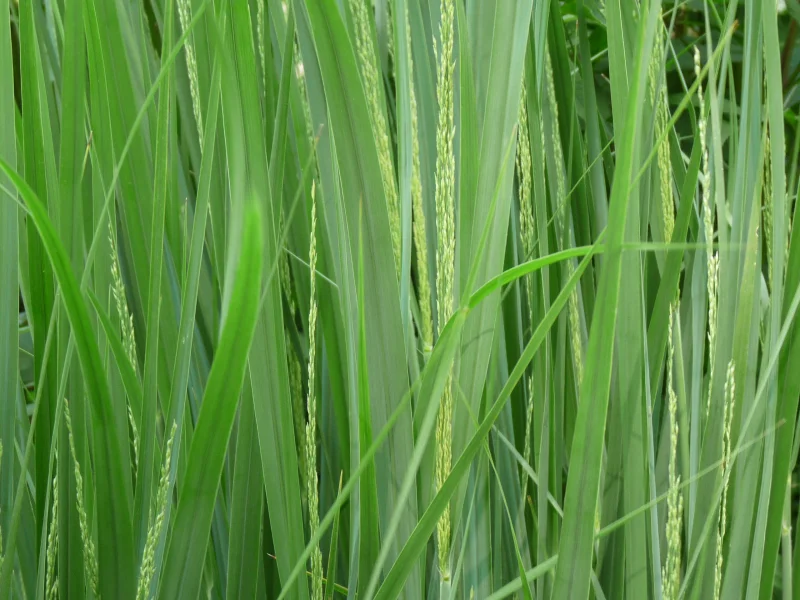 Panicum virgatum 'Northwind'-2