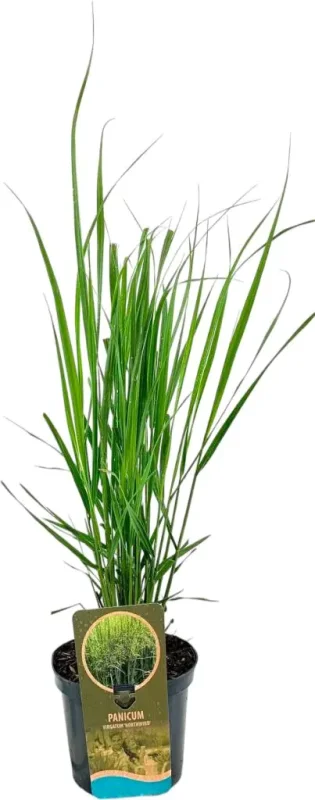 Panicum virgatum 'Northwind'-3